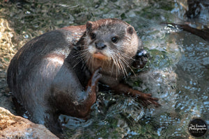 Water Otter in the Sun