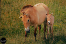 Load image into Gallery viewer, Wild Equine Beginnings