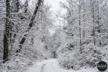 Load image into Gallery viewer, Winter Woodland