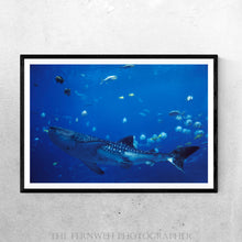 Load image into Gallery viewer, Wondrous Whale Shark