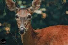 Load image into Gallery viewer, Woodland Deer