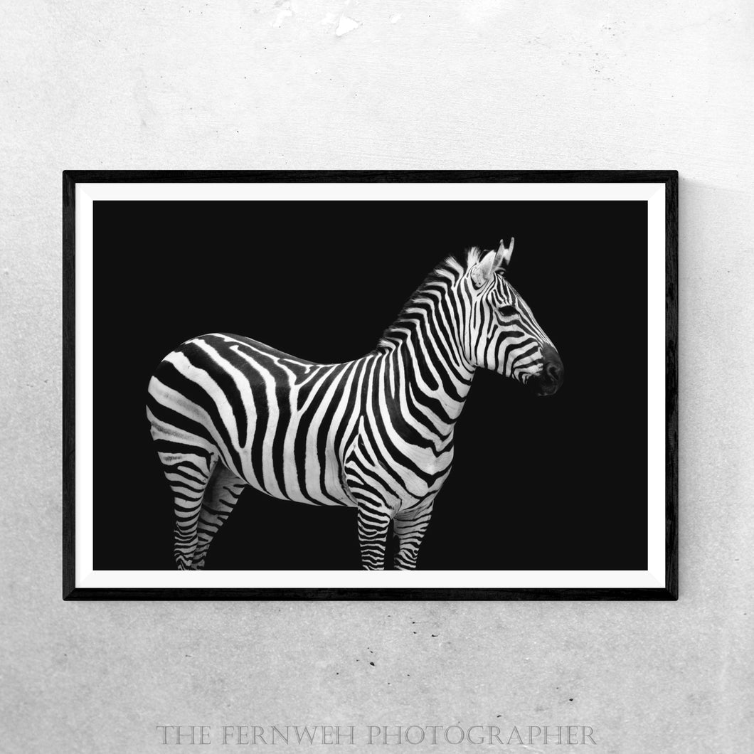 Zebra: The Colorless Equine