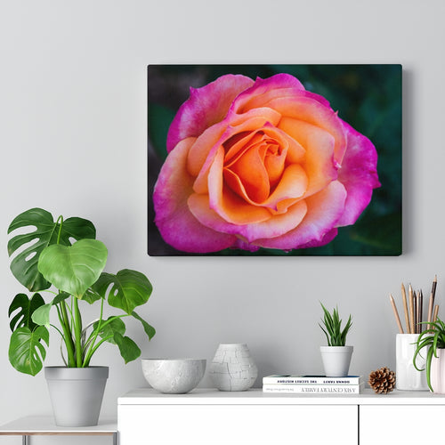 Pink to Orange Rose | Canvas Gallery Wrap