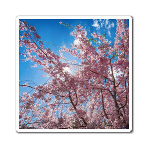 Pink Blossom Blue Sky | Magnet