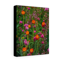 Load image into Gallery viewer, Colorful Amaranth | Canvas Gallery Wrap