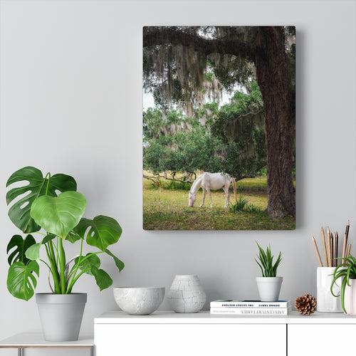 Grazing Under the Cumberland Island Trees | Canvas Gallery Wrap