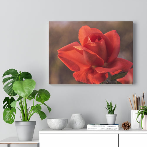 Coral Glow | Canvas Gallery Wrap