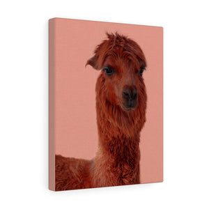 Attractive Alpaca | Canvas Gallery Wrap