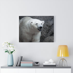 Bear the Cold | Canvas Gallery Wrap
