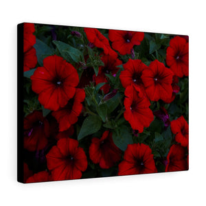 Deep Red Petunias | Canvas Gallery Wrap