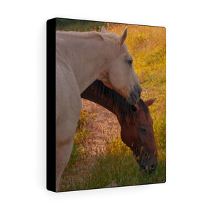 Pasture Companions | Canvas Gallery Wrap