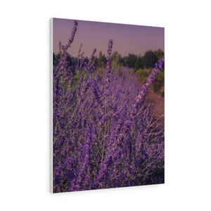 Lavender Trail | Canvas Gallery Wrap