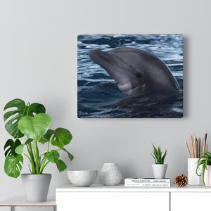 Bottlenose Dolphin | Canvas Gallery Wrap