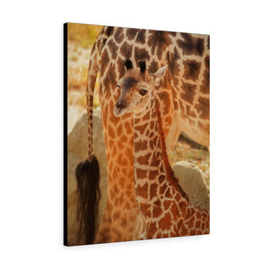Camouflaged Giraffe Calf | Canvas Gallery Wrap