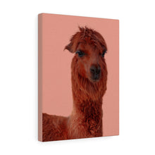 Load image into Gallery viewer, Attractive Alpaca | Canvas Gallery Wrap