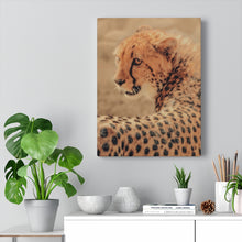 Load image into Gallery viewer, Gaze of the Cheetah | Canvas Gallery Wrap