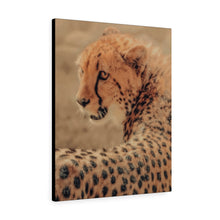 Load image into Gallery viewer, Gaze of the Cheetah | Canvas Gallery Wrap