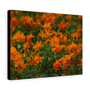 Wild Orange Flora | Canvas Gallery Wrap