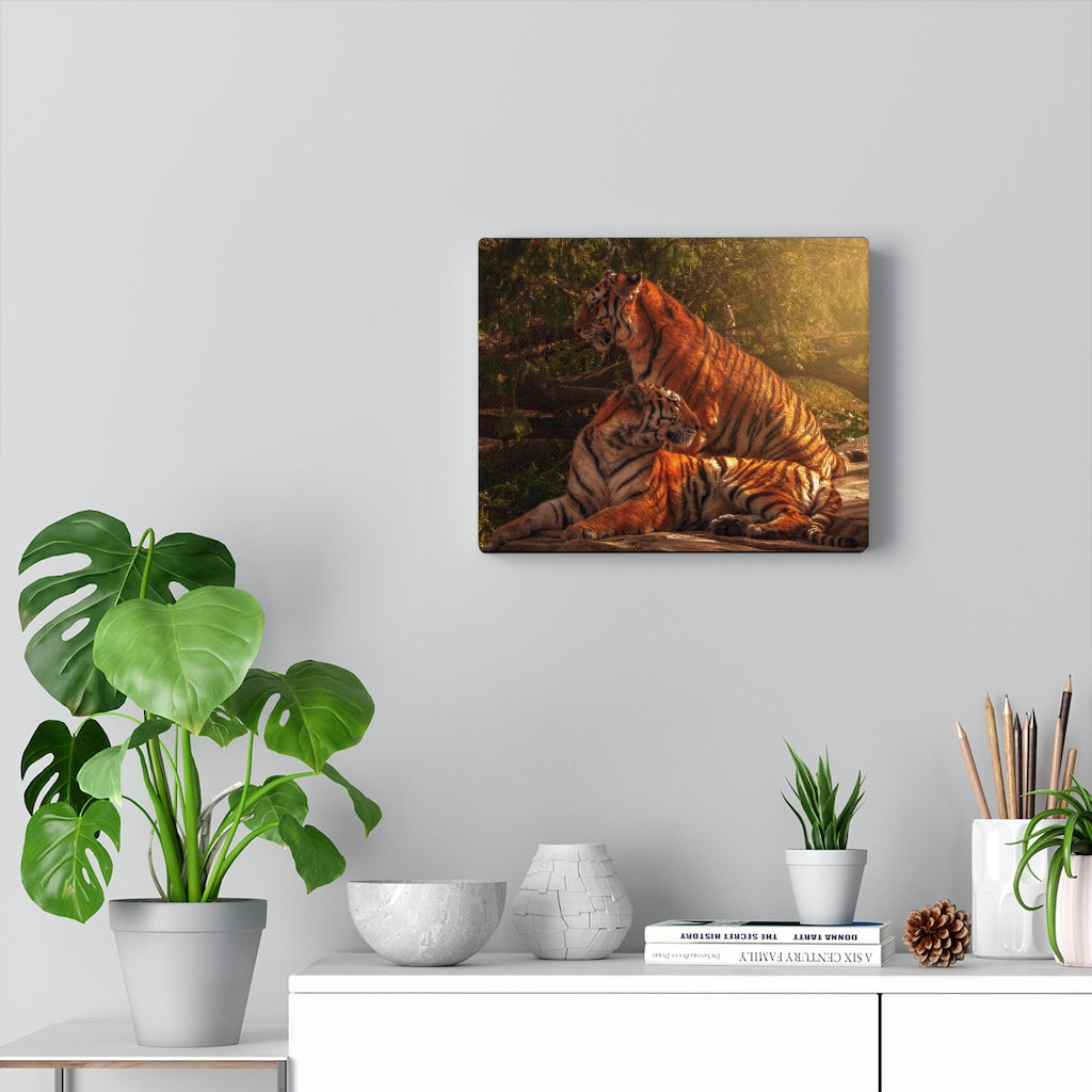 Tiger Duo | Canvas Gallery Wrap