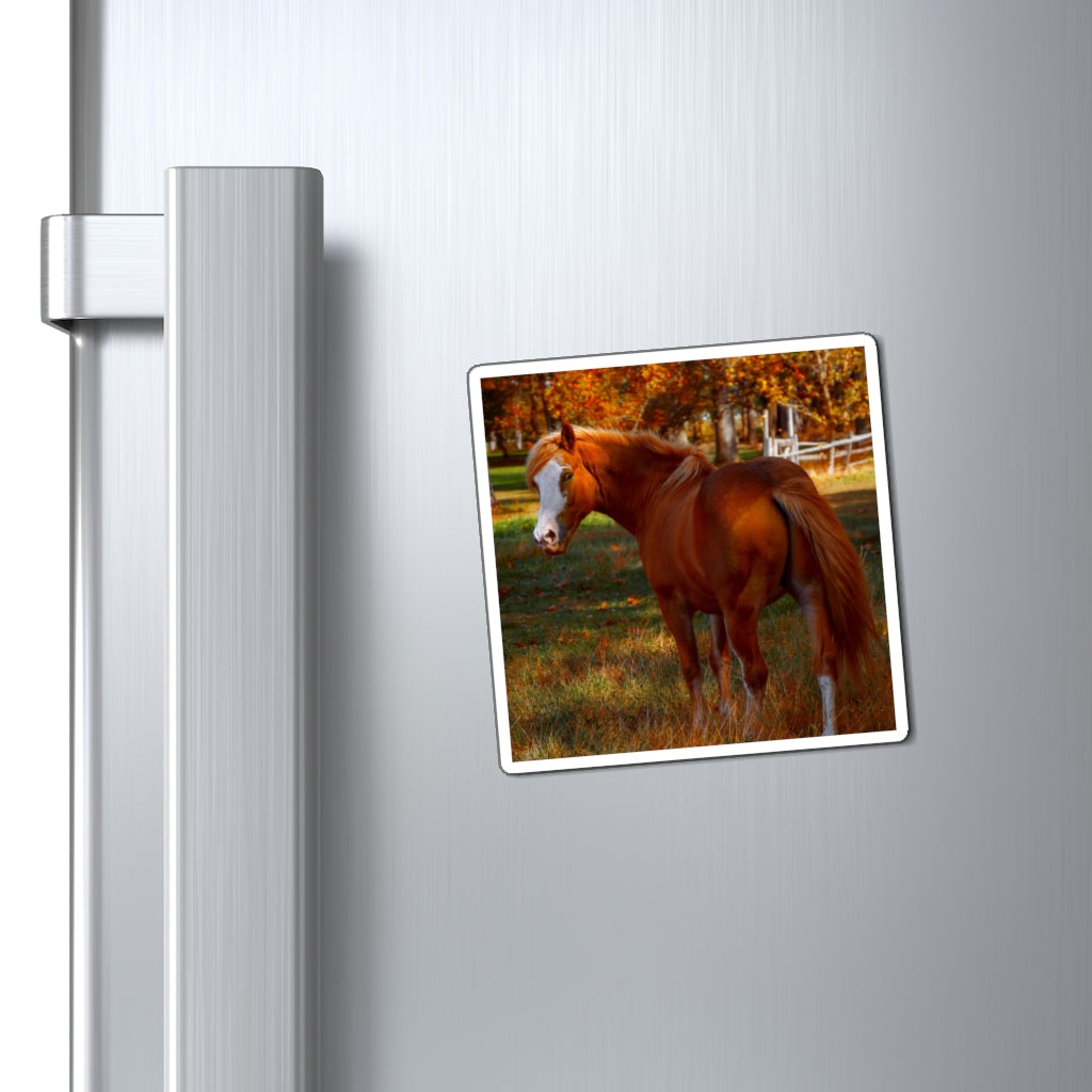 Mare Within Autumn Pastures | Magnet