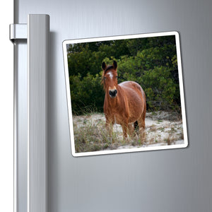Equine in the Sand Dunes | Magnet