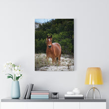 Load image into Gallery viewer, Equine in the Sand Dunes | Canvas Gallery Wrap