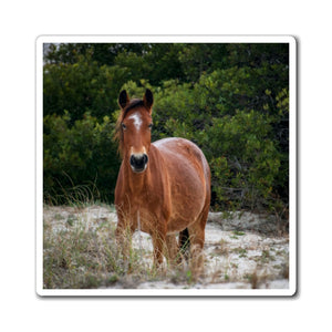 Equine in the Sand Dunes | Magnet