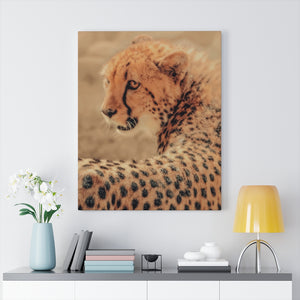 Gaze of the Cheetah | Canvas Gallery Wrap