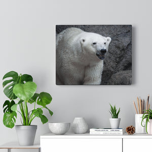 Bear the Cold | Canvas Gallery Wrap